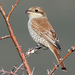 Red-backed Shrike